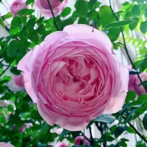 Spirit of Freedom Rose