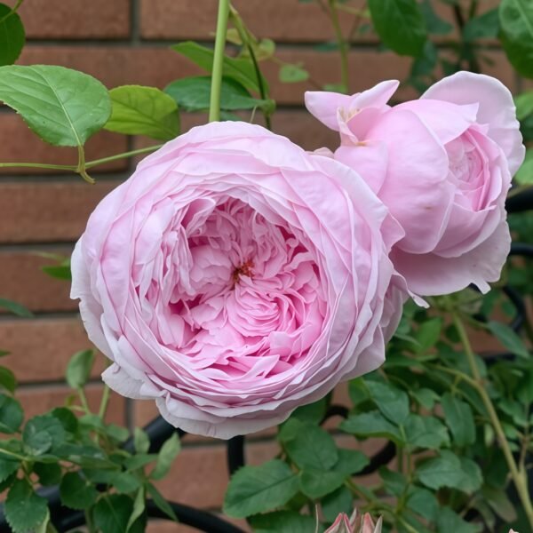 Spirit of Freedom Rose