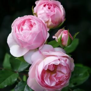 Spirit of Freedom Rose