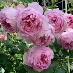 Spirit of Freedom Rose