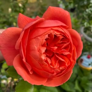 Summer Song Rose