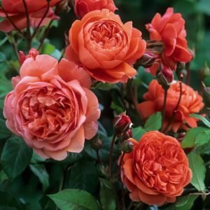 Summer Song Rose