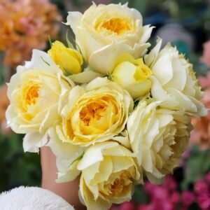 Sunny antike Rose