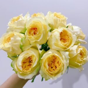 Sunny antike Rose