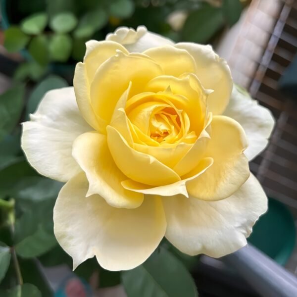 Sunny antike Rose