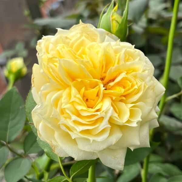 Sunny antike Rose