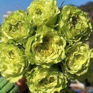 Super Green Rose