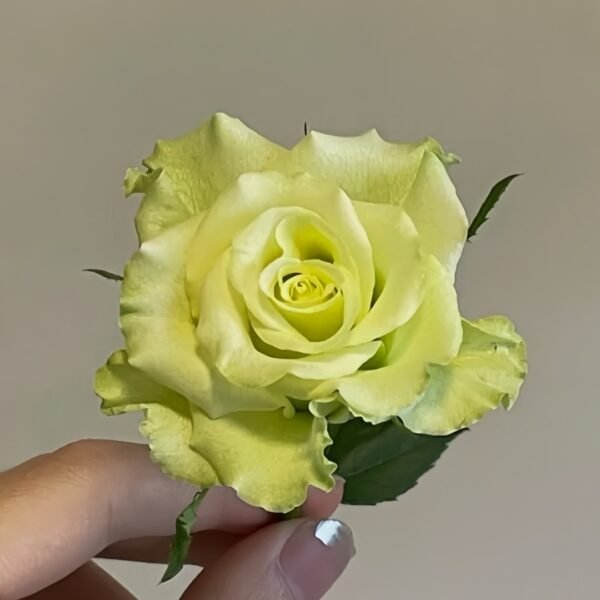 Super Green Rose