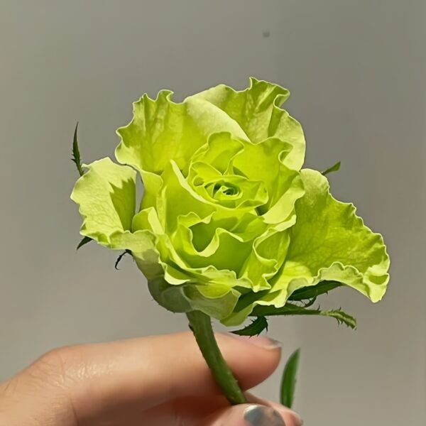 Super Green Rose