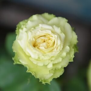 Super Green Rose