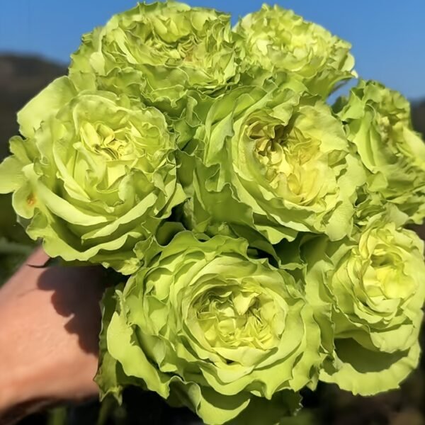 Super Green Rose