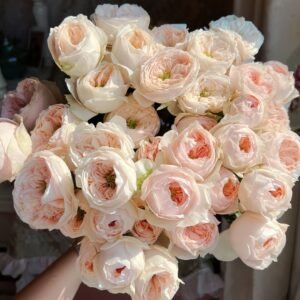 Sweet Diamond Rose