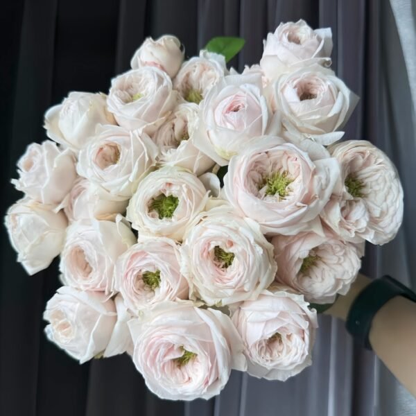 Sweet Diamond Rose