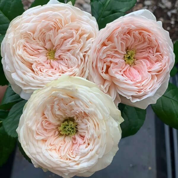 Sweet Diamond Rose
