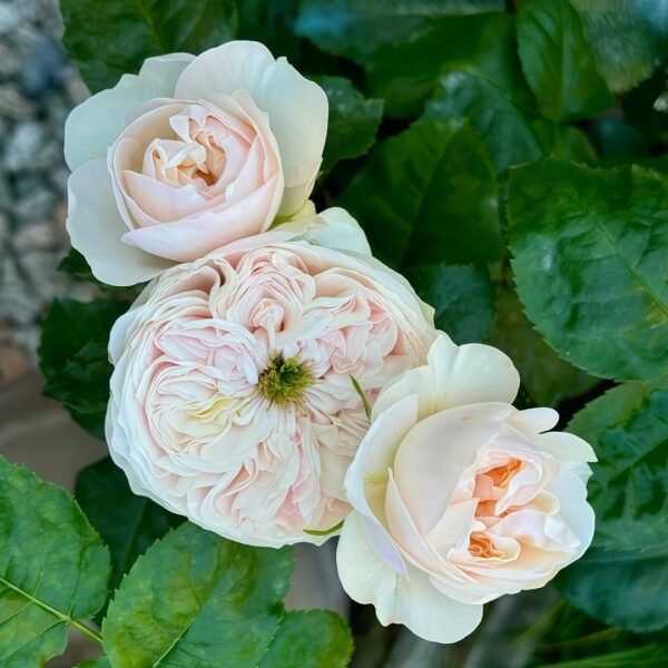 Sweet Diamond Rose
