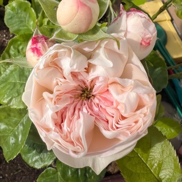 Sweet Diamond Rose