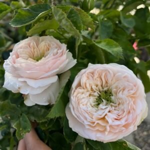 Sweet Diamond Rose