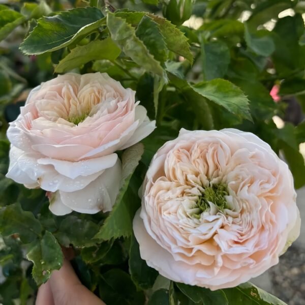 Sweet Diamond Rose