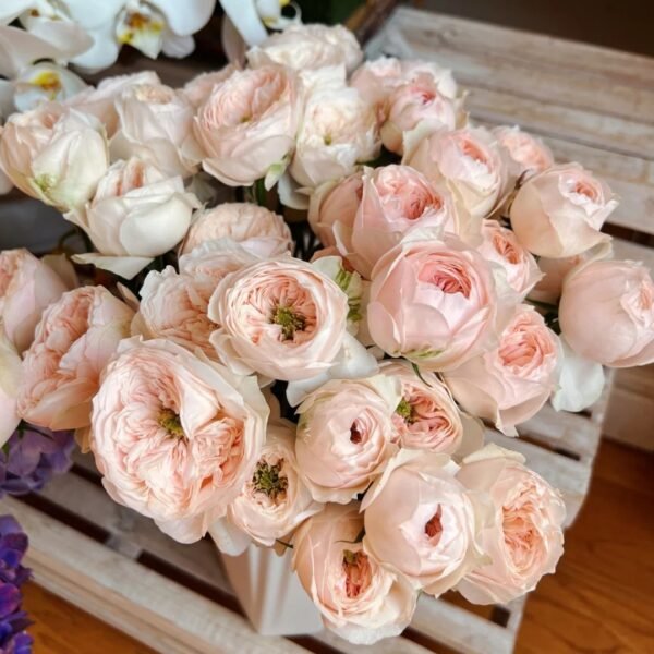 Sweet Diamond Rose
