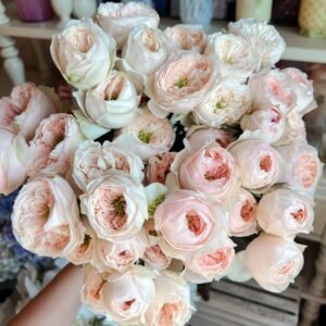 Sweet Diamond Rose