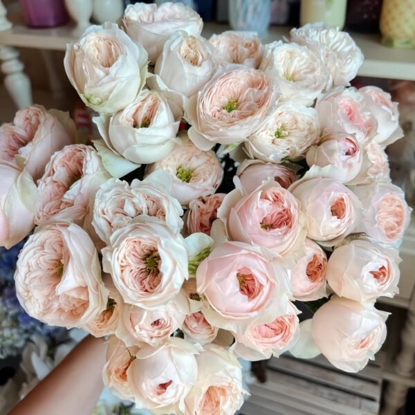 Sweet Diamond Rose