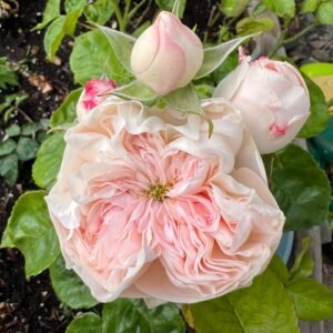 Sweet Diamond Rose Plant|甜蜜钻石 - 图片 9