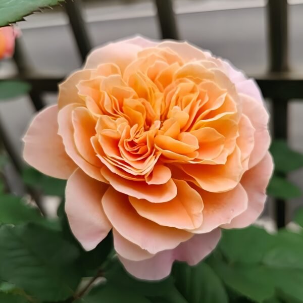 The Impressionist Rose
