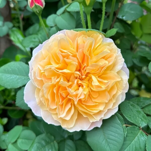 The Impressionist Rose