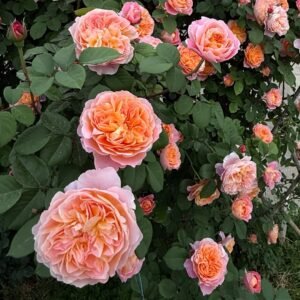 The Impressionist Rose