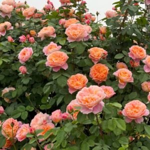 The Impressionist Rose