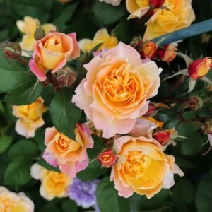 The Impressionist Rose