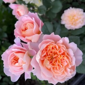 The Impressionist Rose