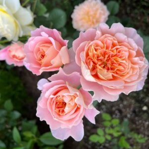 The Impressionist Rose