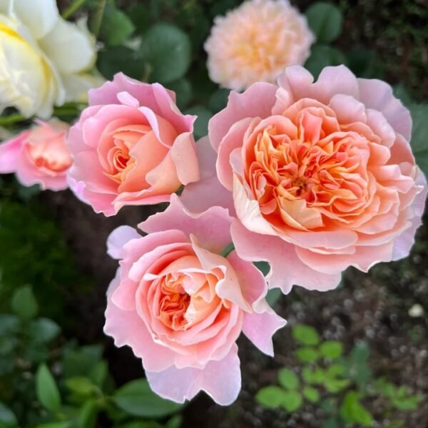 The Impressionist Rose