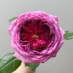 Thierry Marx Rose