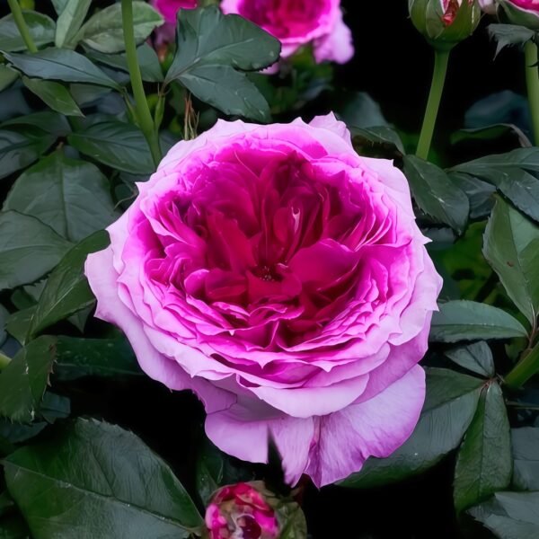 Thierry Marx Rose