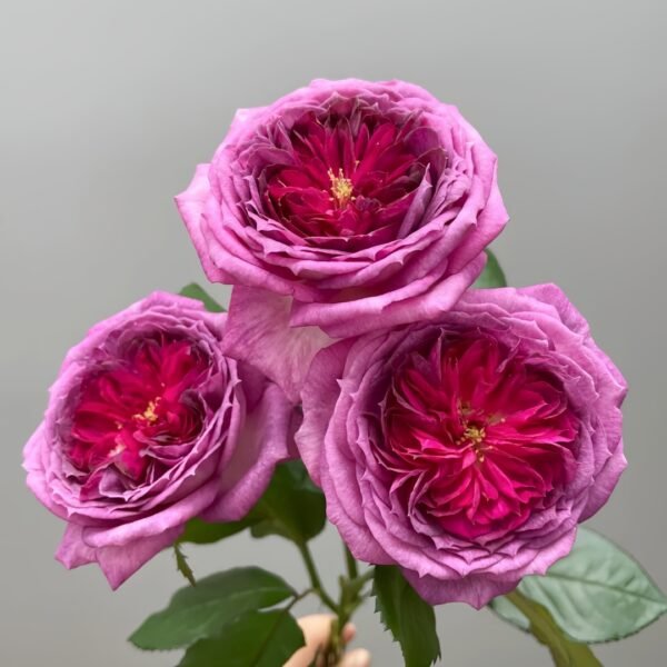 Thierry Marx Rose