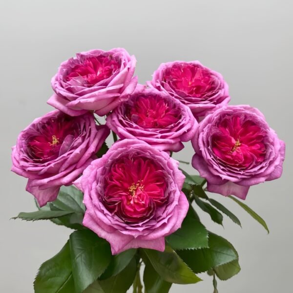 Thierry Marx Rose
