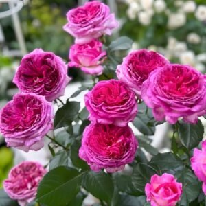 Thierry Marx Rose Plant｜蓝莓蛋糕 - 图片 10
