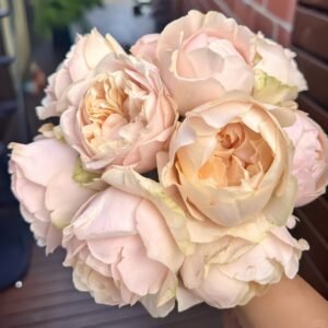 Unforgettable Rose