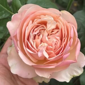 Unforgettable Rose