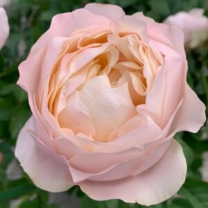 Unforgettable Rose