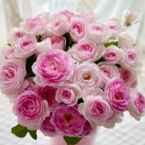 Vesalius Rose Plant
