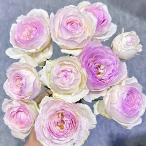 Vesalius Rose Plant