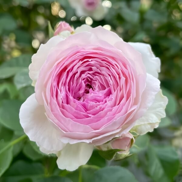 Vesalius Rose Plant
