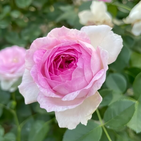 Vesalius Rose Plant