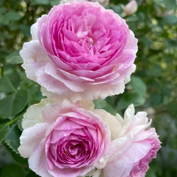Vesalius Rose Plant