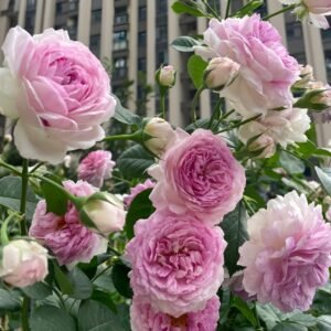 Vesalius Rose Plant