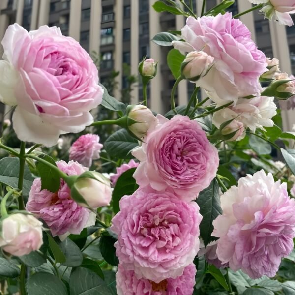 Vesalius Rose Plant