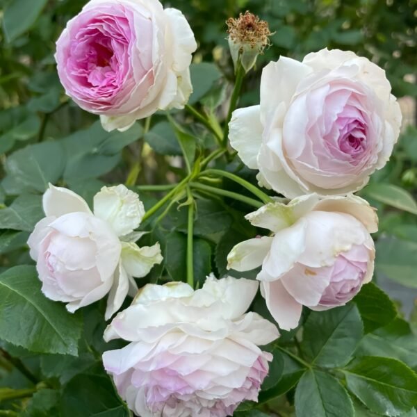 Vesalius Rose Plant